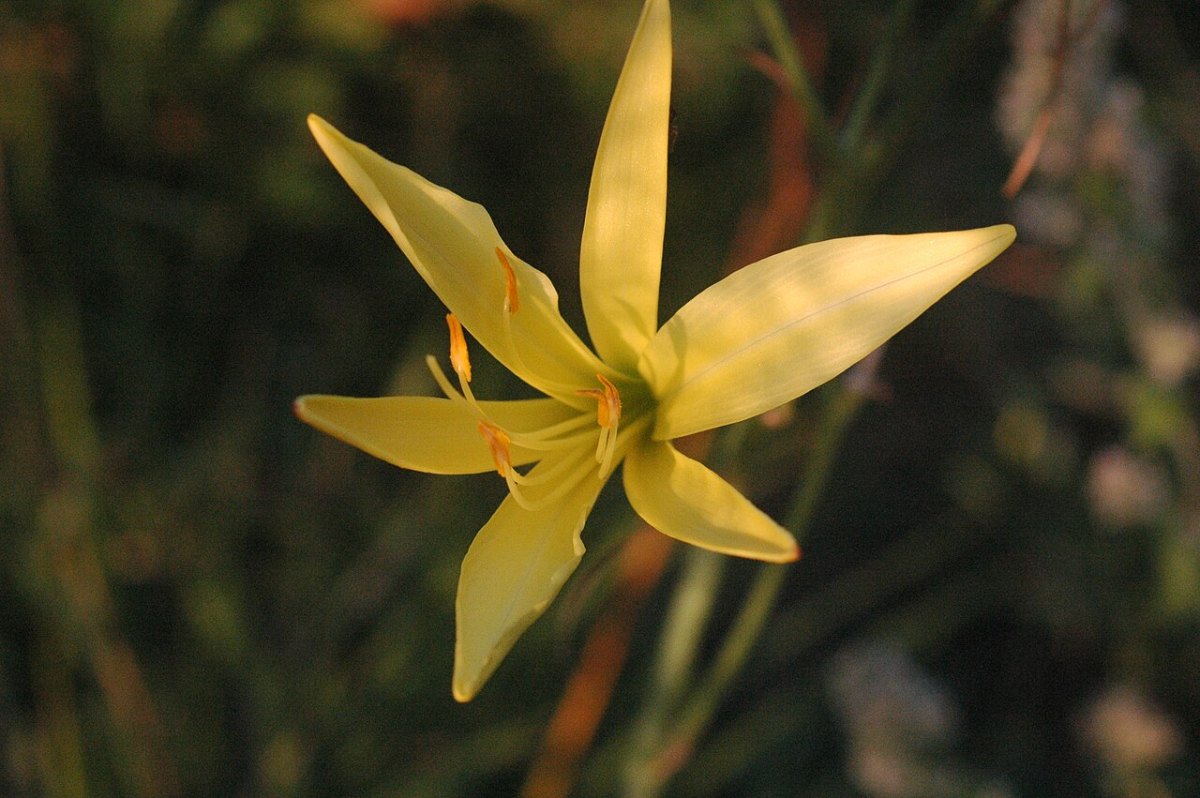 黄花菜 · 生长期