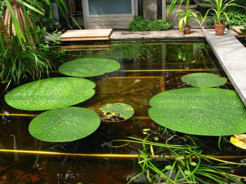 芡实