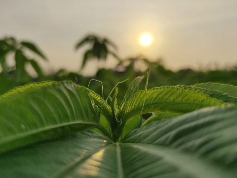 黄麻