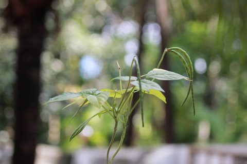 芸豆