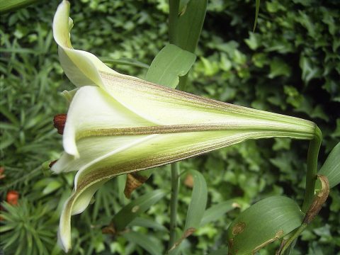 百合