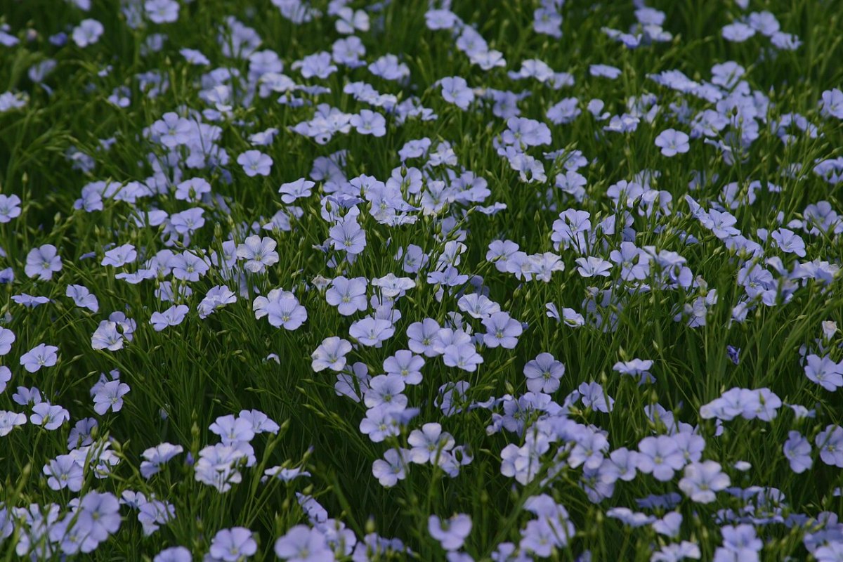 胡麻 · 生长期