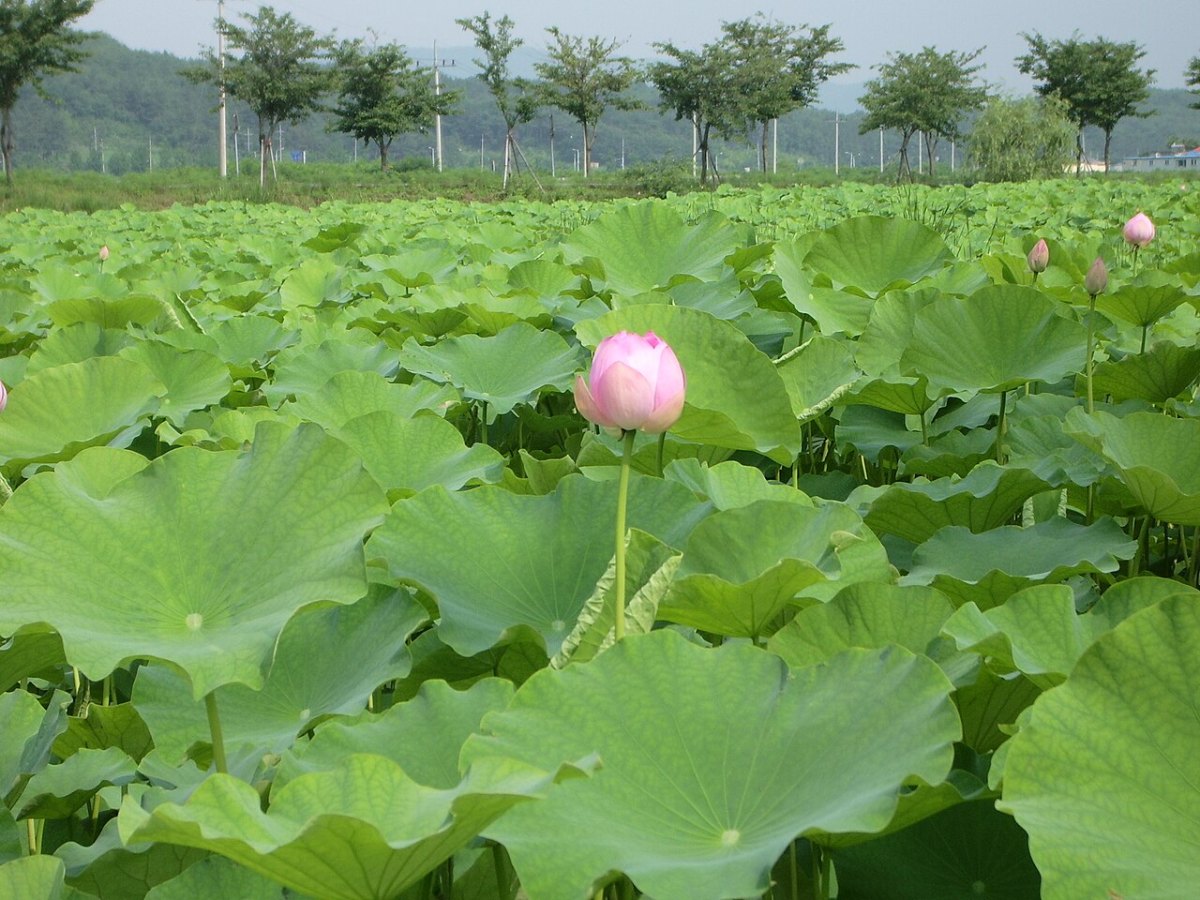 莲藕 · 生长期