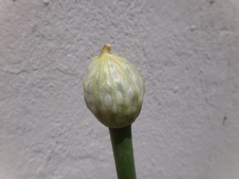洋葱