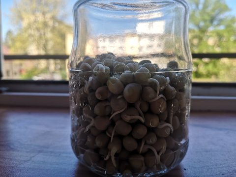 豌豆苗