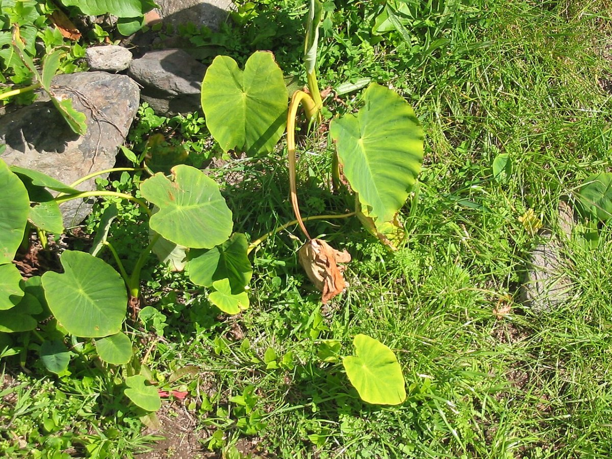 芋头 · 生长期