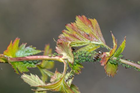 枸杞蚜虫
