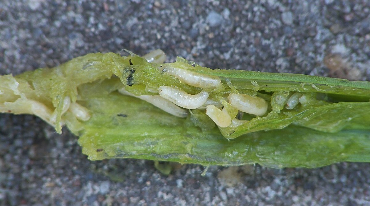 蒜蛆