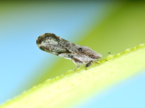 柑橘木虱