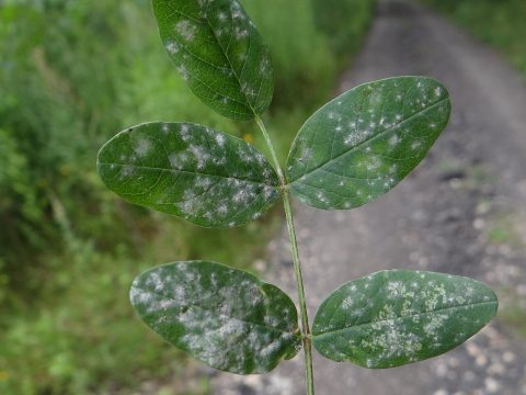 豌豆白粉病