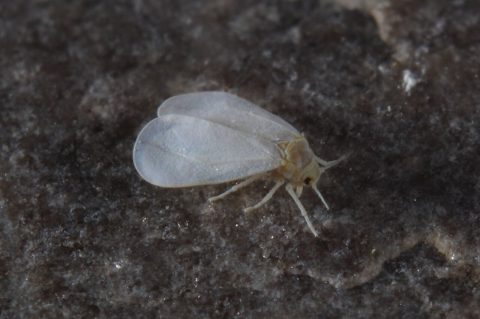 白粉虱
