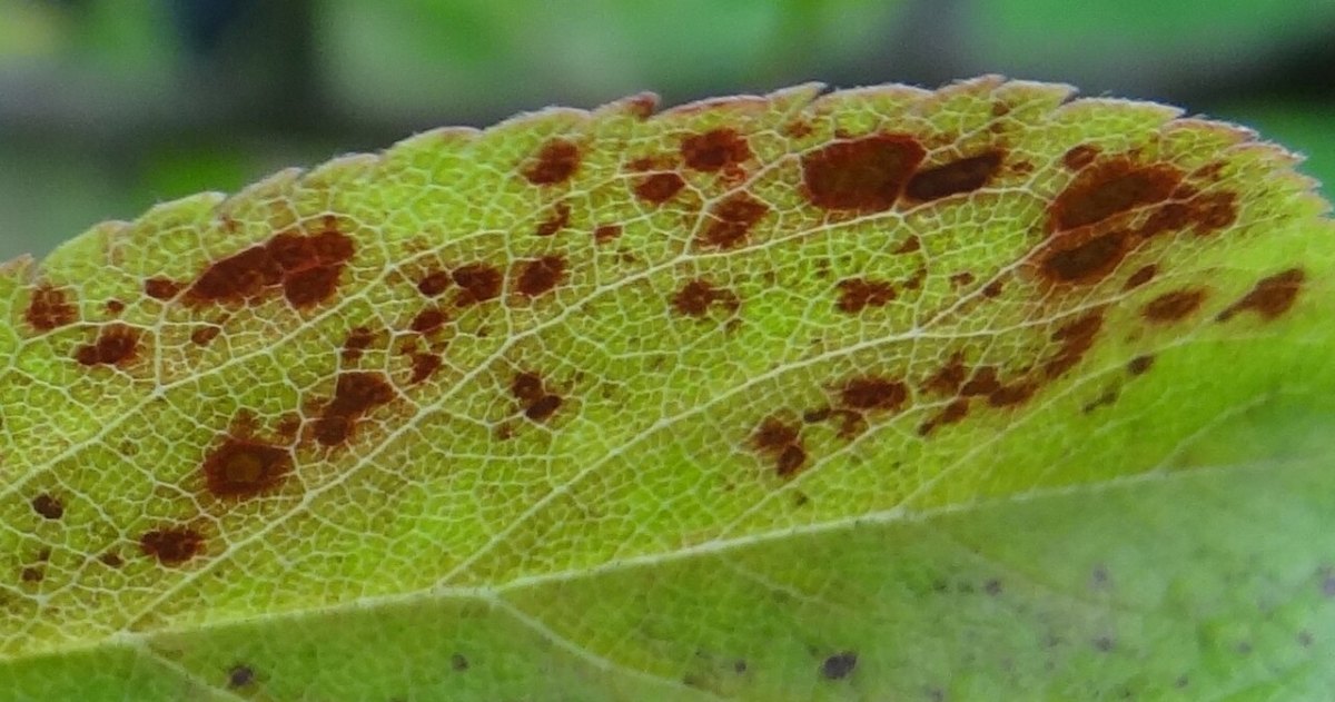 细菌性穿孔病